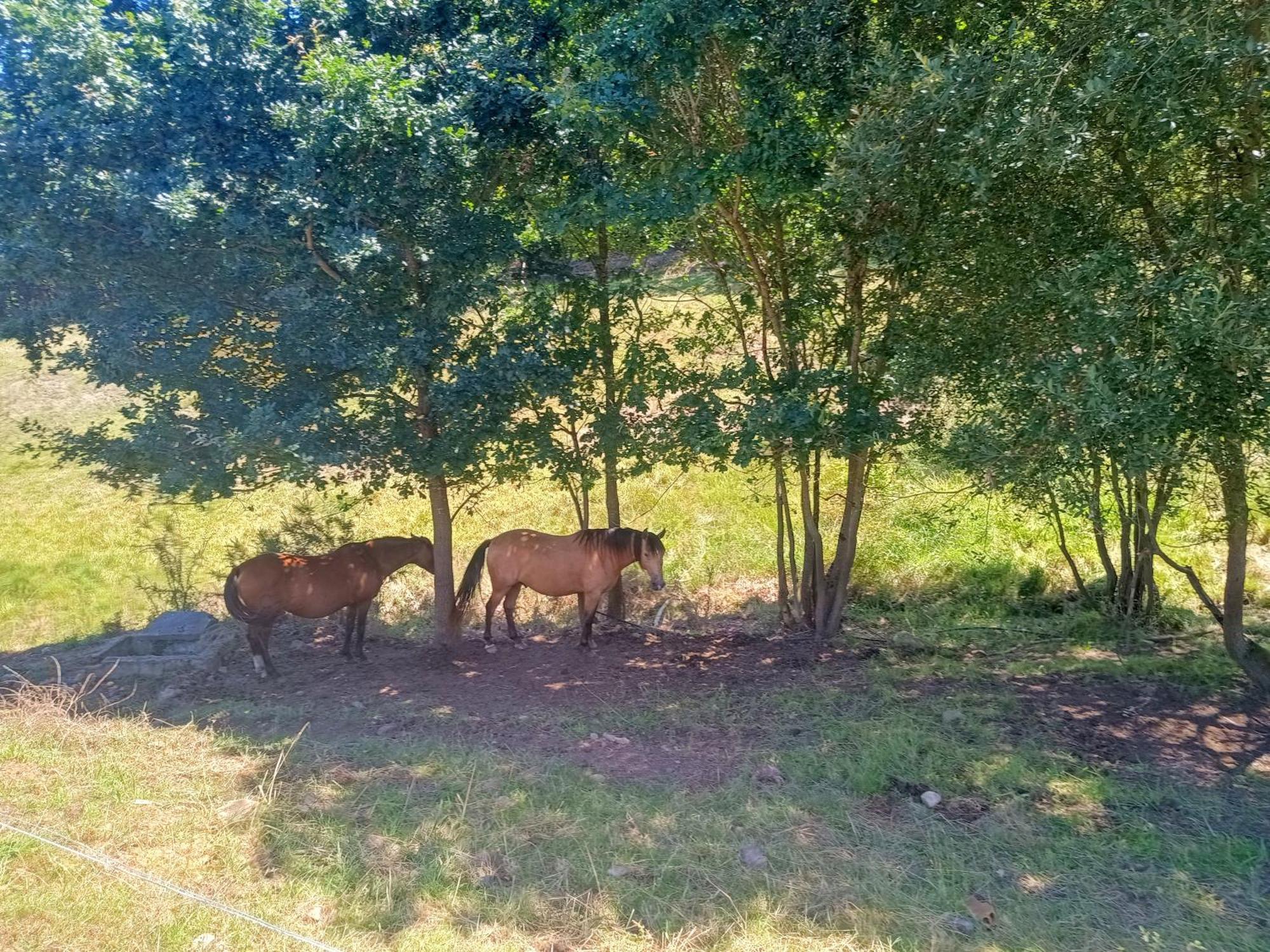 Casa Rural Tulia グラド エクステリア 写真